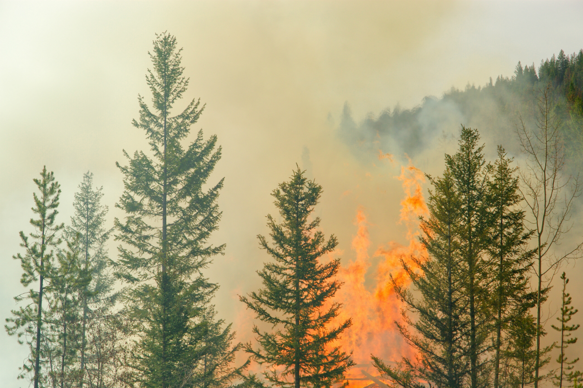 wildfire